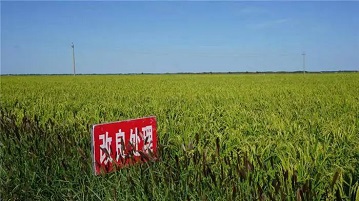 内蒙古盐碱地改良后的效果，读完这篇文章你就了解了