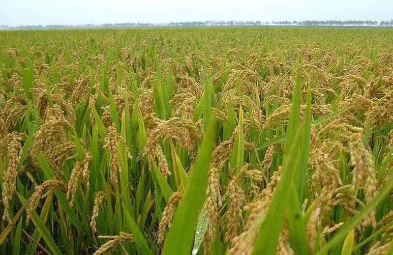 盐碱地改良的作用和方法：逐步解决耕地短缺问题